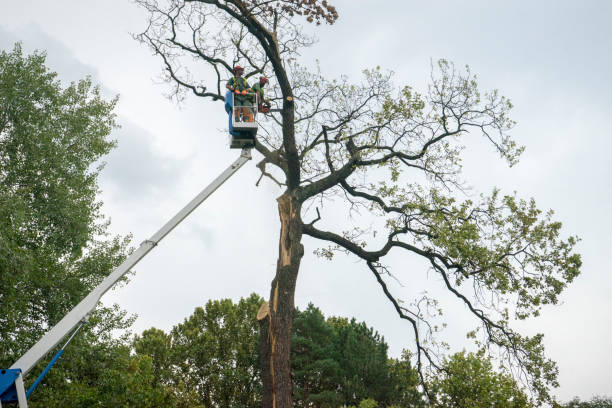  Arden Arde, CA Tree Services Pros