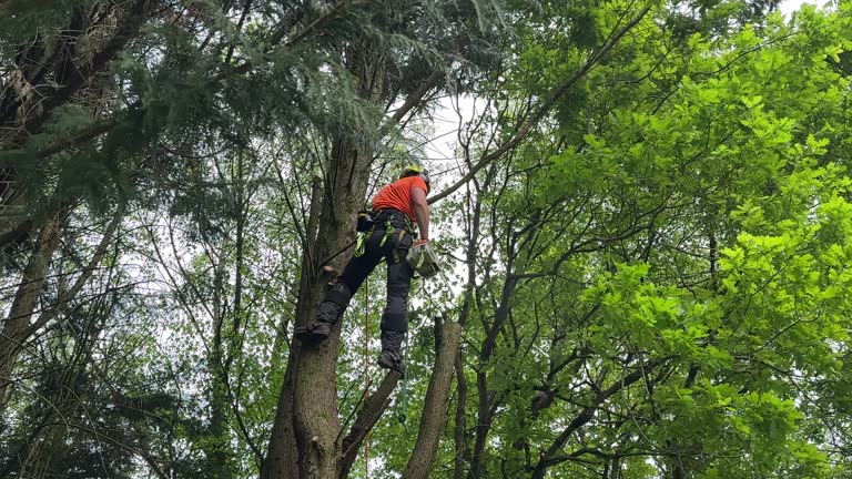 Best Hazardous Tree Removal  in Arden Arde, CA