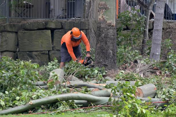 Best Tree Removal  in Arden Arde, CA