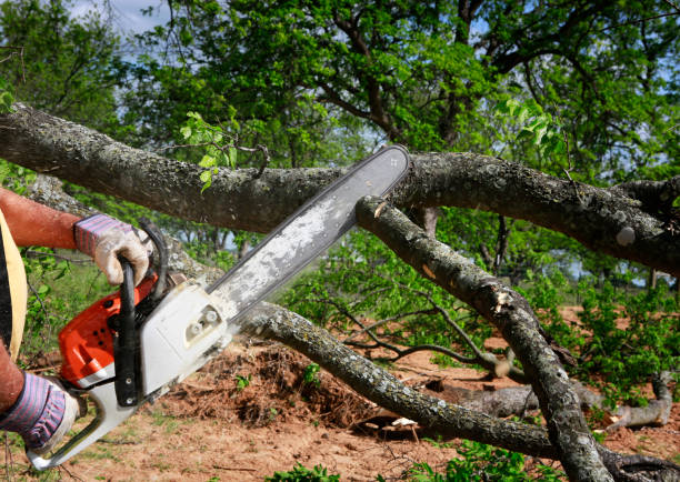 Best Stump Grinding and Removal  in Arden Arde, CA